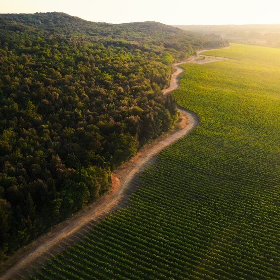 Drone shot of a vineyard field featuring a winding dirt road highlighting the lush rows of grapevines