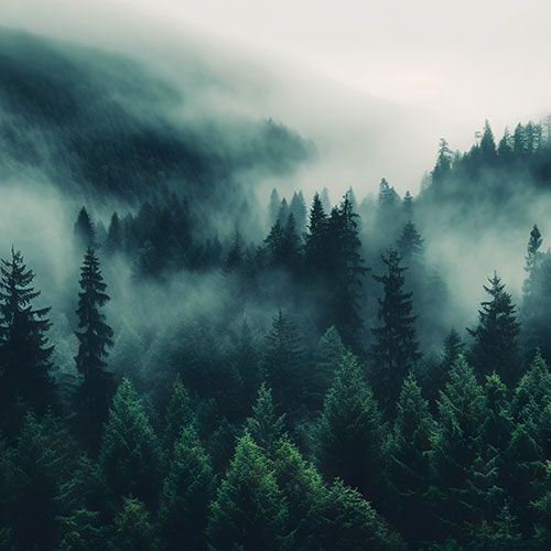 A serene forest with trees emerging from thick fog captures nature's tranquil beauty